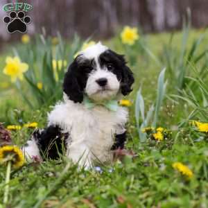 Nacho, Cavapoo Puppy